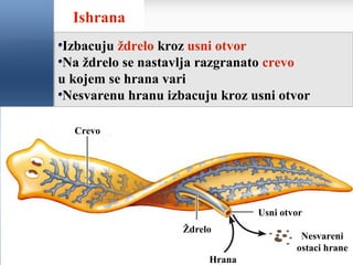 Ishrana
Izbacuju ždrelo kroz usni otvor
Na ždrelo se nastavlja razgranato crevo
u kojem se hrana vari
Nesvarenu hranu izbacuju kroz usni otvor
Crevo
Ždrelo
Usni otvor
Hrana
Nesvareni
ostaci hrane
 