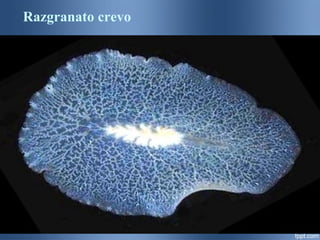Razgranato crevo
 