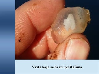 Vrsta koja se hrani plaštašima
 