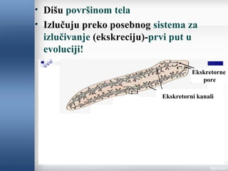 Dišu površinom tela
Izlučuju preko posebnog sistema za
izlučivanje (ekskreciju)-prvi put u
evoluciji!
Ekskretorni kanali
Ekskretorne
pore
 