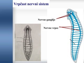 Vrpčast nervni sistem
Nervne ganglije
Nervne vrpce
 