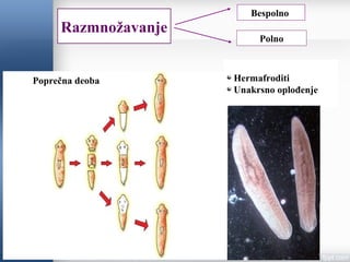 Razmnožavanje
Bespolno
Polno
Poprečna deoba Hermafroditi
Unakrsno oplođenje
 