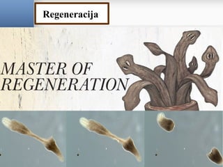 Regeneracija
 