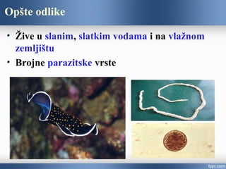 Opšte odlike
Žive u slanim, slatkim vodama i na vlažnom
zemljištu
Brojne parazitske vrste
 