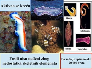 Aktivno se kreću
Fosili nisu nađeni zbog
nedostatka skeletnih elemenata
Do sada je opisano oko
20 000 vrsta
 