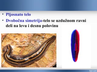 Pljosnato telo
Dvobočna simetrija-telo se uzdužnom ravni
deli na levu i desnu polovinu
 