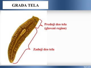 Prednji deo tela
(glaveni region)
Zadnji deo tela
GRAĐA TELA
 