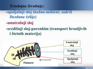 Troslojne životinje:
-spoljašnji sloj (kožno-mišićni; sadrži
žlezdane ćelije)
-unutrašnji sloj
-središnji sloj-parenhim (transport hranljivih
i štetnih materija)
Spoljašnji
sloj
Središnji
sloj
Unutrašnji
sloj
 