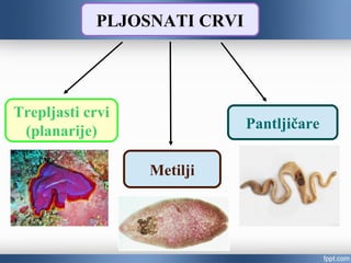 PLJOSNATI CRVI
Trepljasti crvi
(planarije)
Metilji
Pantljičare
 