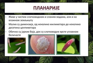 • Живе у чистим слатководним и сланим водама, али и на
влажном земљишту
• Малих су димензија, од неколико милиметара до неколико
десетина центиметара
• Обично су јарких боја, док су слатководне врсте углавном
беличасте
 