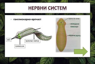 • ганглионарнo-врпчаст
 