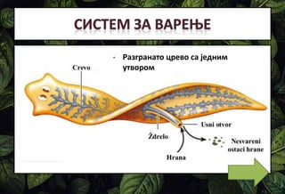 • Разгранато црево са једним
утвором
 