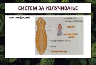 • протонефридије
 