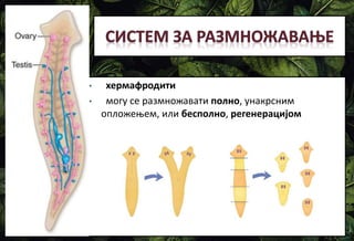• хермафродити
• могу се размножавати полно, унакрсним
опложењем, или бесполно, регенерацијом
 