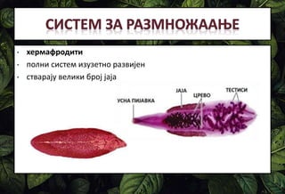 • хермафродити
• полни систем изузетно развијен
• стварају велики број јаја
 