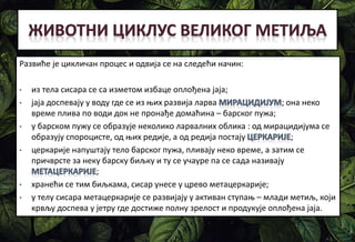Развиће је цикличан процес и одвија се на следећи начин:
• из тела сисара се са изметом избаце оплођена јаја;
• јаја доспевају у воду где се из њих развија ларва ; она неко
време плива по води док не пронађе домаћина – барског пужа;
• у барском пужу се образује неколико ларвалних облика : од мирацидијума се
образују спороцисте, од њих редије, а од редија постају ;
• церкарије напуштају тело барског пужа, пливају неко време, а затим се
причврсте за неку барску биљку и ту се учауре па се сада називају
;
• хранећи се тим биљкама, сисар унесе у црево метацеркарије;
• у телу сисара метацеркарије се развијају у активан ступањ – млади метиљ, који
крвљу доспева у јетру где достиже полну зрелост и продукује оплођена јаја.
 