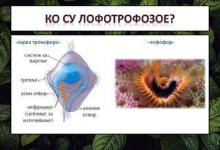 -ларва трохофора- -лофофор-
 