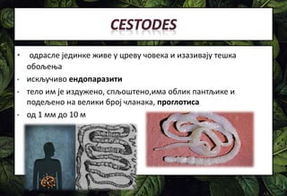 • одрасле јединке живе у цреву човека и изазивају тешка
обољења
• искључиво ендопаразити
• тело им је издужено, спљоштено,има облик пантљике и
подељено на велики број чланака, проглотиса
• од 1 мм до 10 м
 