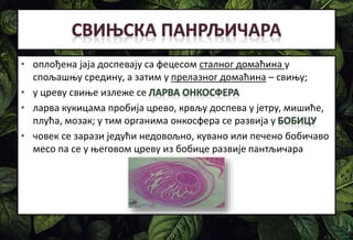 • оплођена јаја доспевају са фецесом сталног домаћина у
спољашњу средину, а затим у прелазног домаћина – свињу;
• у цреву свиње излеже се
• ларва кукицама пробија црево, крвљу доспева у јетру, мишиће,
плућа, мозак; у тим органима онкосфера се развија у
• човек се зарази једући недовољно, кувано или печено бобичаво
месо па се у његовом цреву из бобице развије пантљичара
 