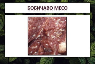 Pljosnati crvi