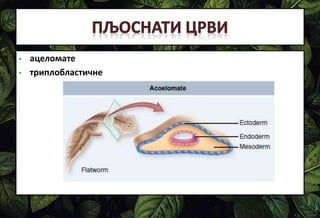 • ацеломате
• триплобластичне
 
