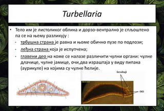 Turbellaria
• Тело им је листоликог облика и дорзо-вентрално је спљоштено
па се на њему разликују :
• трбушна страна је равна и њоме обично пузе по подлози;
• леђна страна која је испупчена;
• главени део на коме се налазе различити чулни органи: чулне
длачице, чулне јамице, очи,два израштаја у виду пипака
(аурикуле) на којима су чулне ћелије.
 