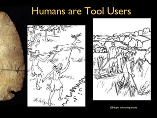 Humans are Tool Users © Edupic colouring books 