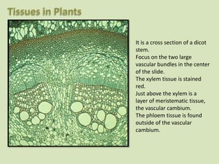 It is a cross section of a dicot
stem.
Focus on the two large
vascular bundles in the center
of the slide.
The xylem tissue is stained
red.
Just above the xylem is a
layer of meristematic tissue,
the vascular cambium.
The phloem tissue is found
outside of the vascular
cambium.
 