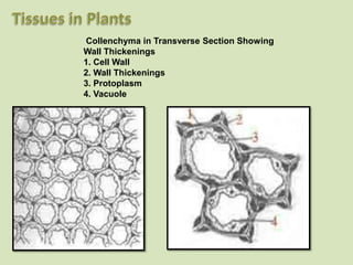 Collenchyma in Transverse Section Showing
Wall Thickenings
1. Cell Wall
2. Wall Thickenings
3. Protoplasm
4. Vacuole
 