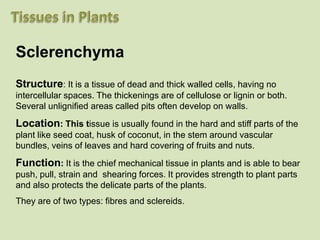 Sclerenchyma
Structure: It is a tissue of dead and thick walled cells, having no
intercellular spaces. The thickenings are of cellulose or lignin or both.
Several unlignified areas called pits often develop on walls.
Location: This tissue is usually found in the hard and stiff parts of the
plant like seed coat, husk of coconut, in the stem around vascular
bundles, veins of leaves and hard covering of fruits and nuts.
Function: It is the chief mechanical tissue in plants and is able to bear
push, pull, strain and shearing forces. It provides strength to plant parts
and also protects the delicate parts of the plants.
They are of two types: fibres and sclereids.
 