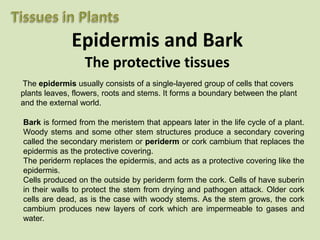 Epidermis and Bark
                  The protective tissues
The epidermis usually consists of a single-layered group of cells that covers
plants leaves, flowers, roots and stems. It forms a boundary between the plant
and the external world.

Bark is formed from the meristem that appears later in the life cycle of a plant.
Woody stems and some other stem structures produce a secondary covering
called the secondary meristem or periderm or cork cambium that replaces the
epidermis as the protective covering.
The periderm replaces the epidermis, and acts as a protective covering like the
epidermis.
Cells produced on the outside by periderm form the cork. Cells of have suberin
in their walls to protect the stem from drying and pathogen attack. Older cork
cells are dead, as is the case with woody stems. As the stem grows, the cork
cambium produces new layers of cork which are impermeable to gases and
water.
 