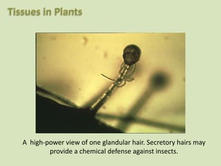 A high-power view of one glandular hair. Secretory hairs may
        provide a chemical defense against insects.
 