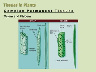 Complex Permanent Tissues
Xylem and Phloem
 
