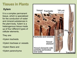 Xylem
It is a complex permanent
tissue, which is specialized
for the conduction of water
and mineral substances in
the plant body. Xylem is a
heterogenous tissue made
up of four different types of
cellular elements.
They are:
•Xylem tracheids
•Xylem tracheae or vessels
•Xylem fibers and
•Xylem parenchyma
 