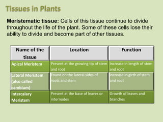 Meristematic tissue: Cells of this tissue continue to divide
throughout the life of the plant. Some of these cells lose their
ability to divide and become part of other tissues.

    Name of the                 Location                         Function
      tissue
  Apical Meristem    Present at the growing tip of stem   Increase in length of stem
                     and root                             and root
  Lateral Meristem   Found on the lateral sides of        Increase in girth of stem
  (also called       roots and stem                       and root
  cambium)
  Intercalary        Present at the base of leaves or     Growth of leaves and
  Meristem           internodes                           branches
 