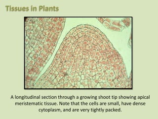 A longitudinal section through a growing shoot tip showing apical
  meristematic tissue. Note that the cells are small, have dense
             cytoplasm, and are very tightly packed.
 