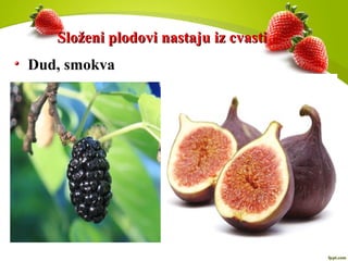 Složeni plodovi nastaju iz cvastiSloženi plodovi nastaju iz cvasti
Dud, smokva
 