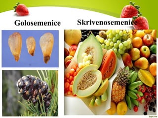 Golosemenice Skrivenosemenice
 