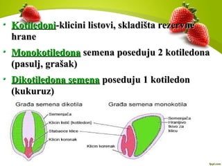 KotiledoniKotiledoni-klicini listovi, skladišta rezervne-klicini listovi, skladišta rezervne
hranehrane
DikotiledonaDikotiledona semena poseduju 2 kotiledonasemena poseduju 2 kotiledona
(pasulj, grašak)(pasulj, grašak)
MonokotiledonaMonokotiledona semena poseduju 1 kotiledonsemena poseduju 1 kotiledon
(kukuruz)(kukuruz)
 