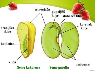 kotiledonkotiledon
kotiledonikotiledoni
stabaoce klicestabaoce klice
klicaklica
semenjačasemenjača
Seme kukuruzaSeme kukuruza Seme pasuljaSeme pasulja
korenak
klice
pupoljčić
klice
hranljivo
tkivo
 