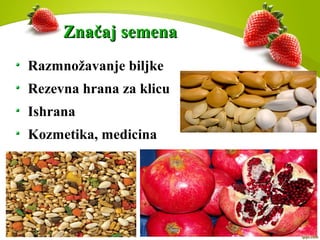 Značaj semenaZnačaj semena
Razmnožavanje biljke
Rezevna hrana za klicu
Ishrana
Kozmetika, medicina
 