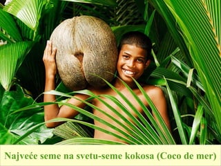 Najveće seme na svetu-seme kokosa (Coco de mer)
 