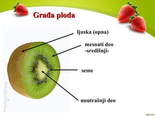 Građa plodaGrađa ploda
ljuska (opna)
mesnati deo
-središnji-
seme
unutrašnji deo
 