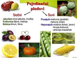 PojedinačniPojedinačni
plodoviplodovi
SočniSočni SuviSuvi
JabučastJabučast plod-jabuka, kruškajabuka, kruška
KoštunicaKoštunica-šljiva, trešnjašljiva, trešnja
BobicaBobica-limun, tikvalimun, tikva
PucajućiPucajući-mahuna (grašak)mahuna (grašak)
-čahura (mak)čahura (mak)
NepucajućiNepucajući-orašica (brest, javor)orašica (brest, javor)
-krupa-kukuruzkrupa-kukuruz
-ahenija-maslačak-ahenija-maslačak
 