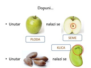 Dopuni...
• Unutar nalazi se
• Unutar nalazi se
SEMEPLODA
KLICA
 