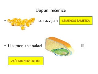 • se razvija iz
• U semenu se nalazi ili
Dopuni rečenice
SEMENOG ZAMETKA
ZAČETAK NOVE BILJKE
 