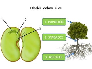 Obeležideloveklice
1. PUPOLJČIĆ
2. STABAOCE
3. KORENAK
 