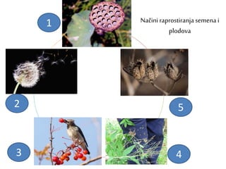 Načiniraprostiranja semena i
plodovavoda
samorasejavanje
čovekživotinje
vazduh
1
2
3 4
5
 