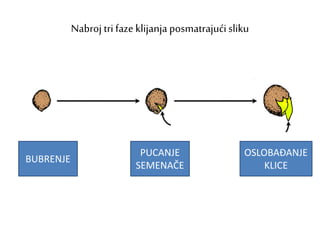 Nabroj tri faze klijanja posmatrajući sliku
PUCANJE
SEMENAČE
OSLOBAĐANJE
KLICE
BUBRENJE
 