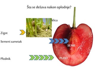 Zigot
Semenizametak
Plodnik
Štase dešava nakon oplodnje?
klica
SEME
PLOD
 